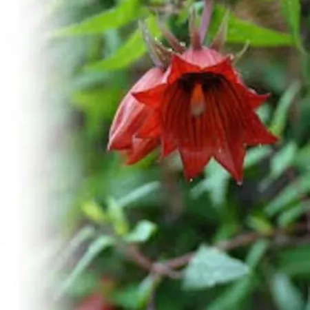 Casa Aregume * لوس سيلوس